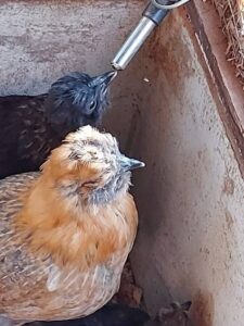 Cost and Coop Considerations for the Heritage-Breed Chicken Farmer Image